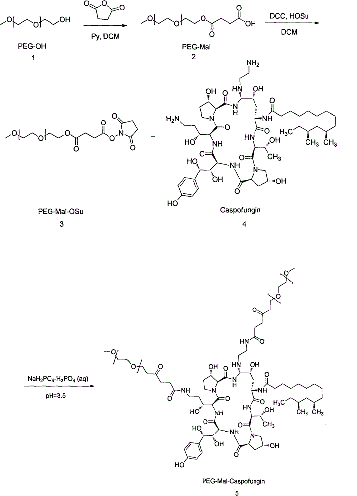 PEG-modified echinocandin antifungal drug complex and preparation thereof