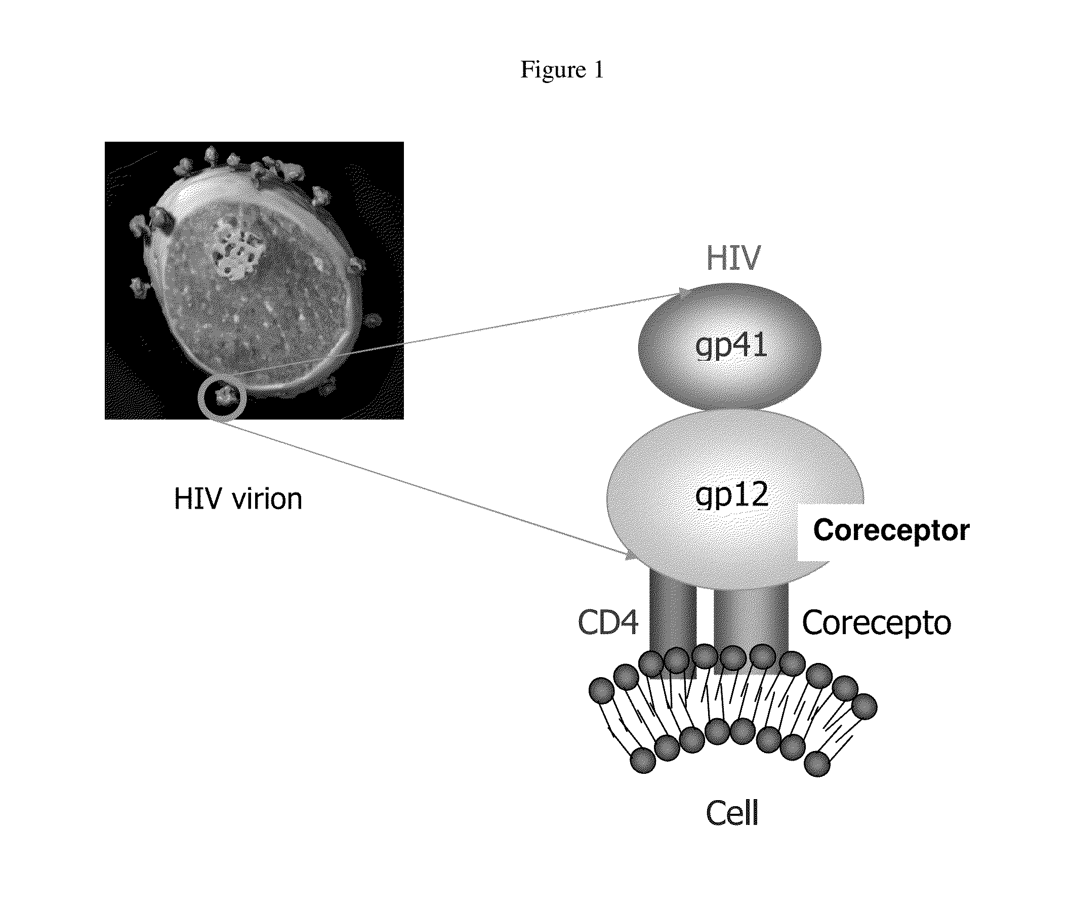 Anti-hiv domain antibodies and method of making and using same