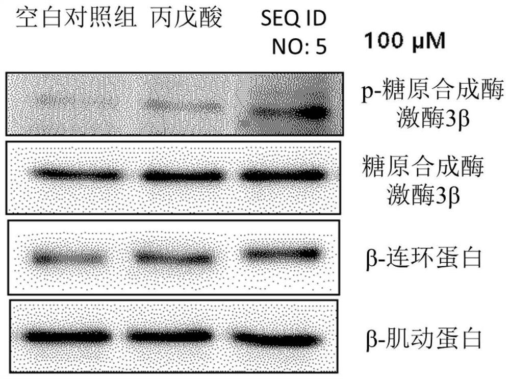 Peptide for reducing hair loss and promoting hair growth, and cosmetic composition and pharmaceutical composition comprising same