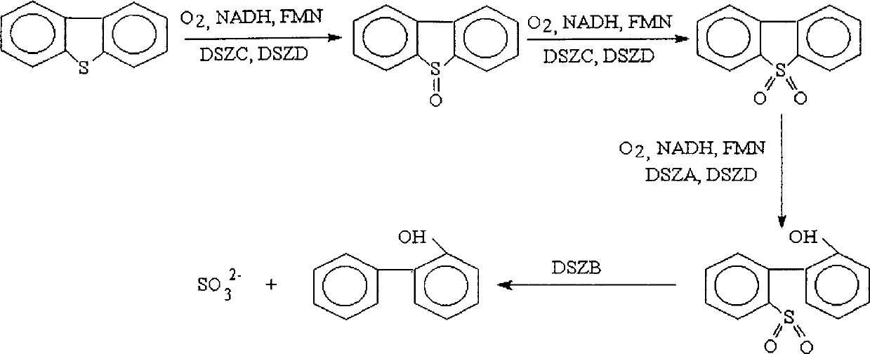 Gordona nitida and application of removing sulfur element from sulfur compound
