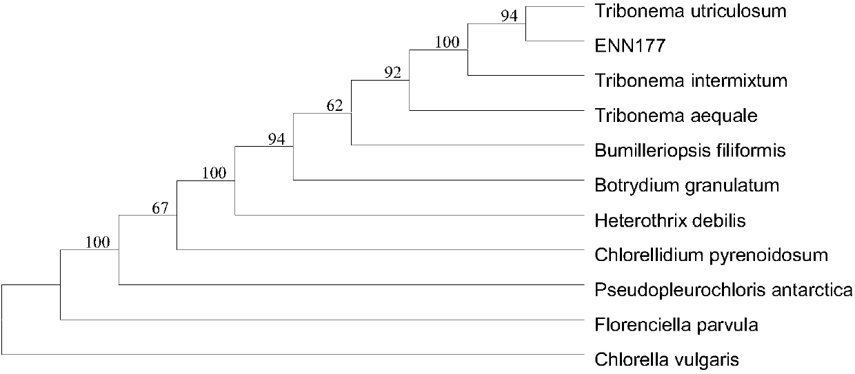 Tribonema strain as well as culture and applications thereof