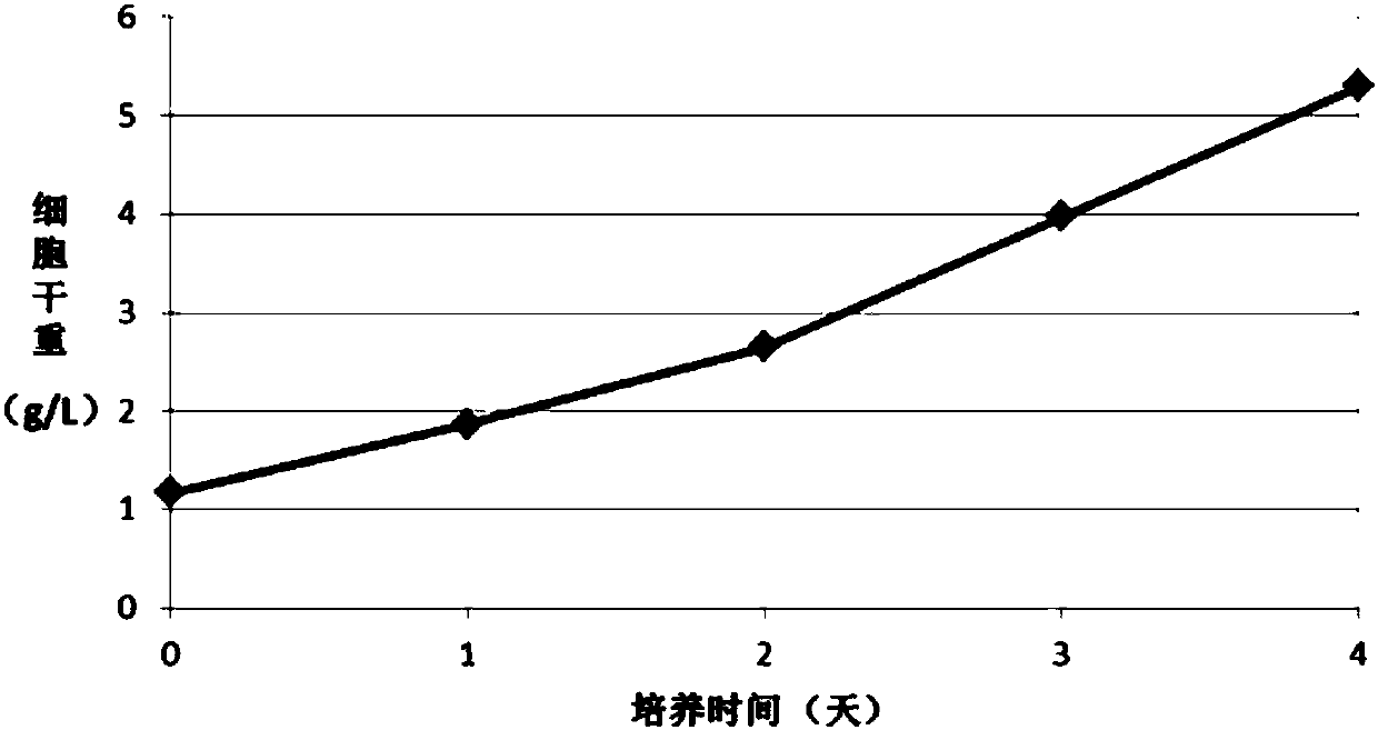 Tribonema strain as well as culture and applications thereof