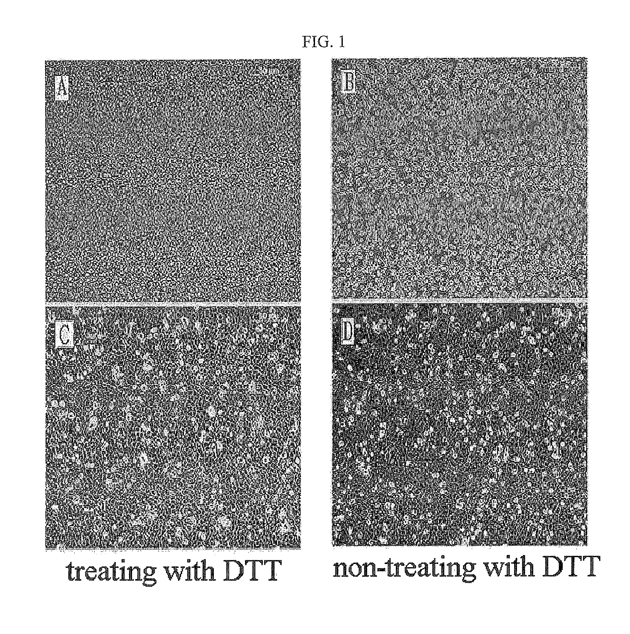 Method for isolating and culturing adult stem cells derived from human amniotic epithelium