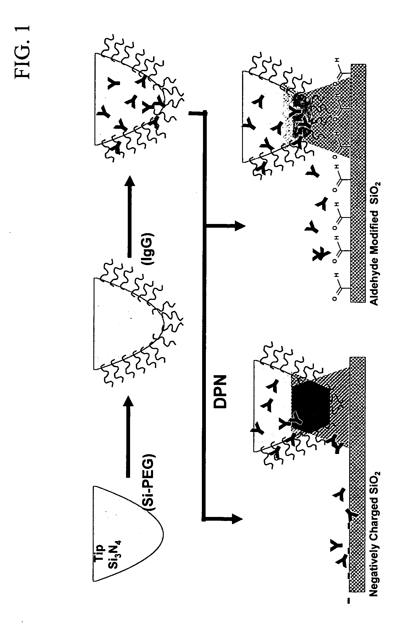 Peptide and protein arrays and direct-write lithographic printing of peptides and proteins