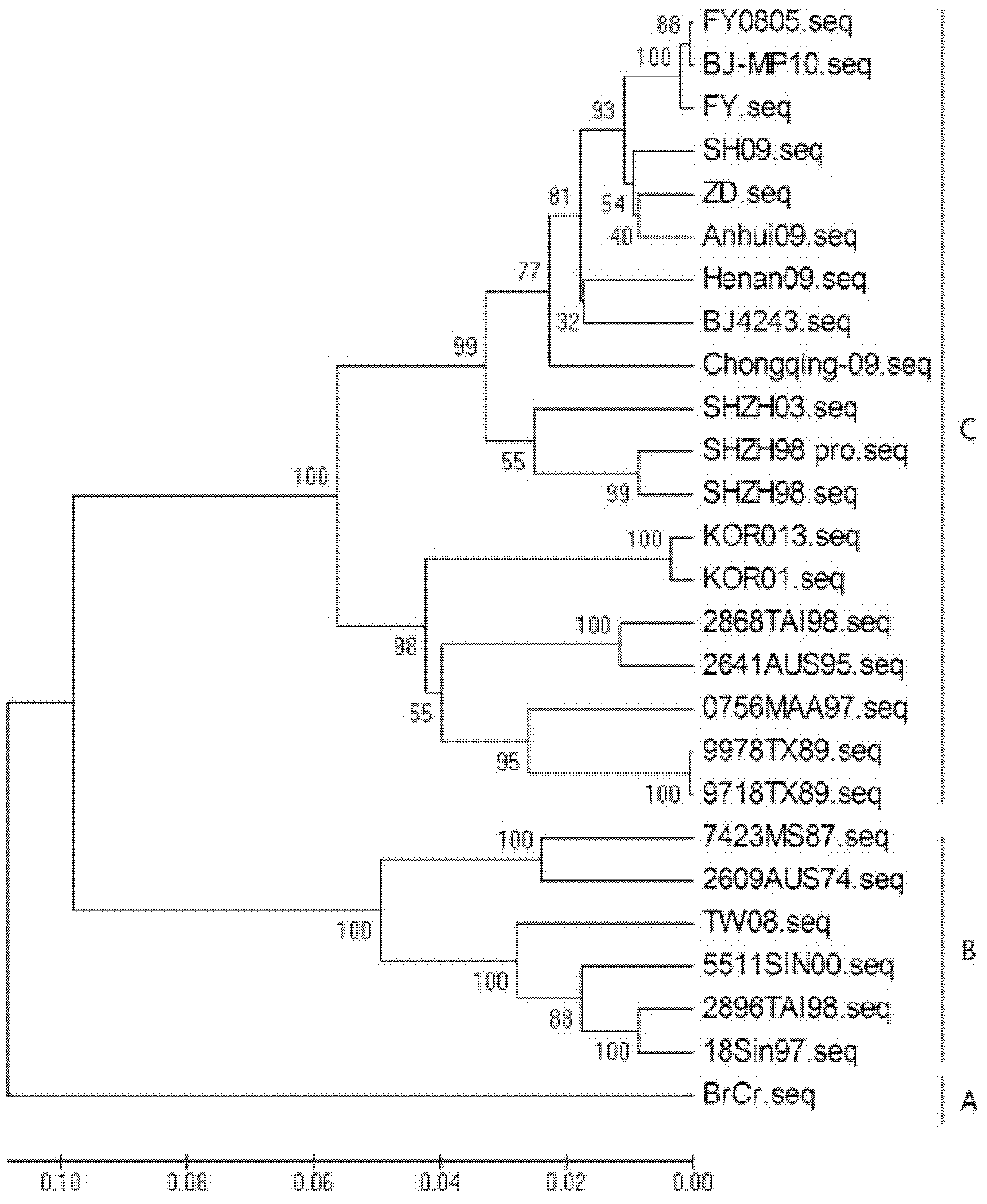 Enterovirus 71 (EV 71) Fuyang strain and cDNA (deoxyribonucleic acid) infectious clone of attenuated strain of enterovirus 71 (EV 71) Fuyang strain as well as application of enterovirus 71 (EV 71) Fuyang strain