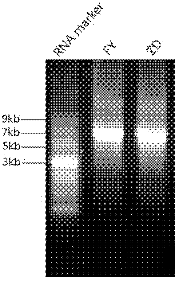 Enterovirus 71 (EV 71) Fuyang strain and cDNA (deoxyribonucleic acid) infectious clone of attenuated strain of enterovirus 71 (EV 71) Fuyang strain as well as application of enterovirus 71 (EV 71) Fuyang strain