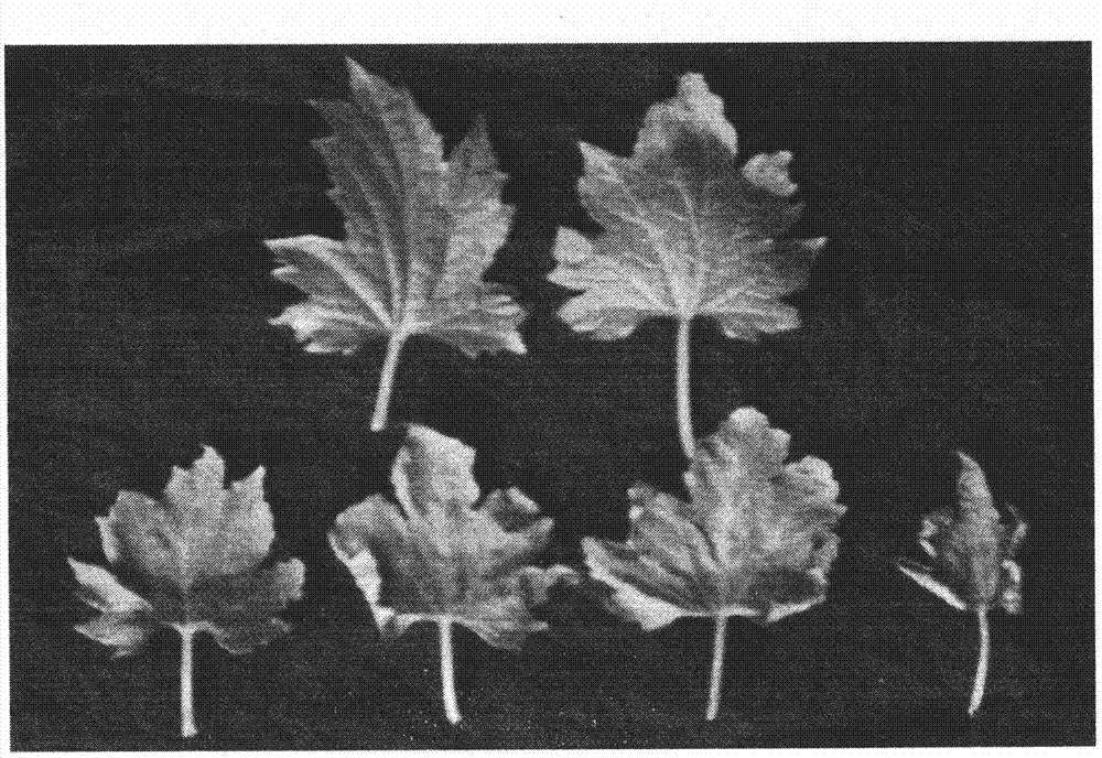 Method for identifying cold-resistant ability of balsam pears at seedling stage