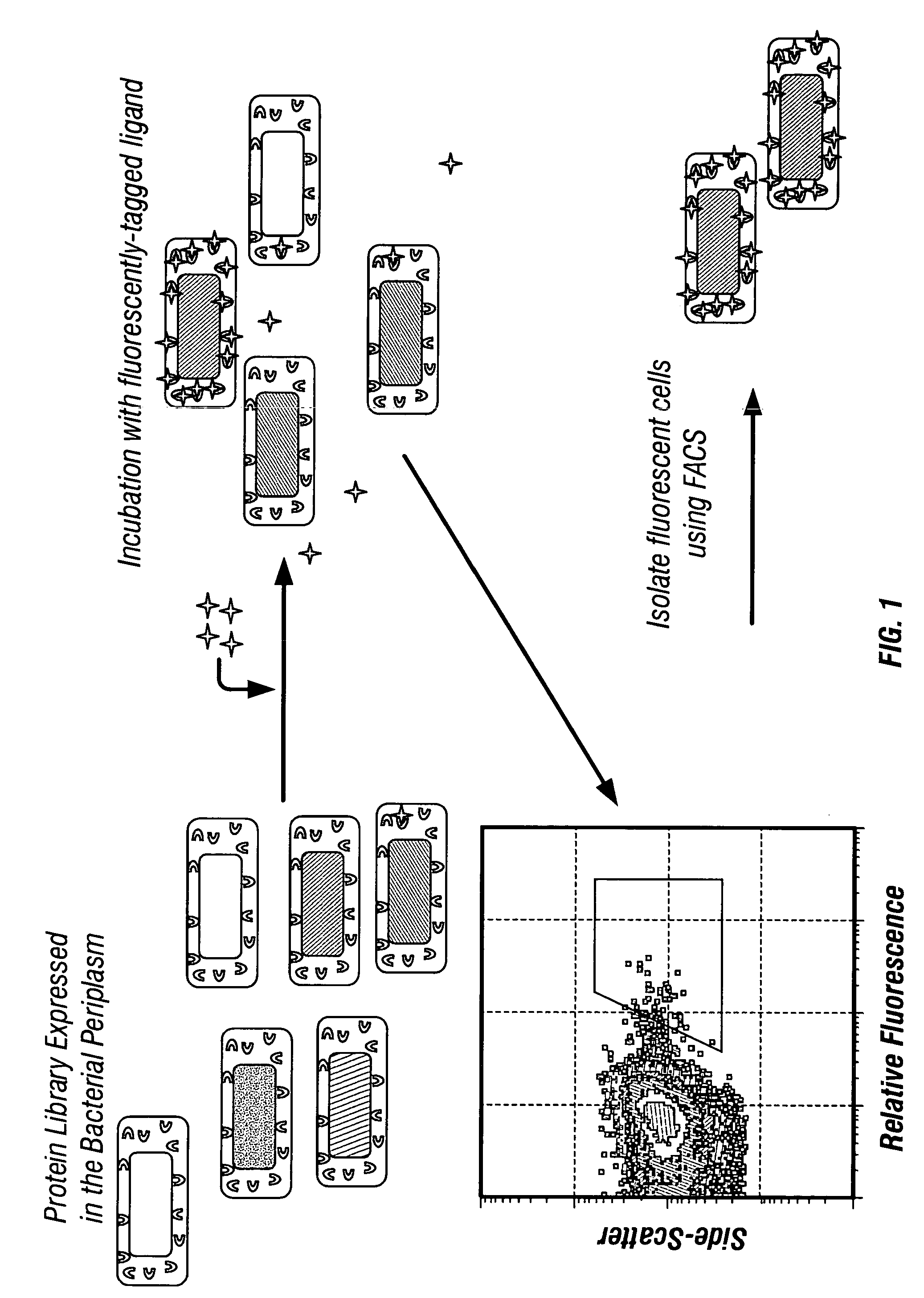 Isolation of binding proteins with high affinity to ligands