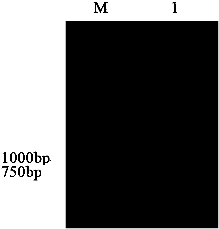 Fluorescently-labeled PD-L1 membrane surface expression cell model and application thereof