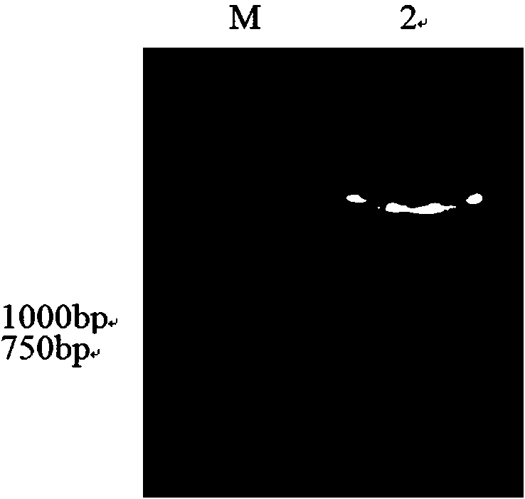 Fluorescently-labeled PD-L1 membrane surface expression cell model and application thereof