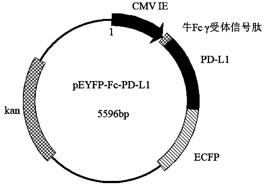 Fluorescently-labeled PD-L1 membrane surface expression cell model and application thereof