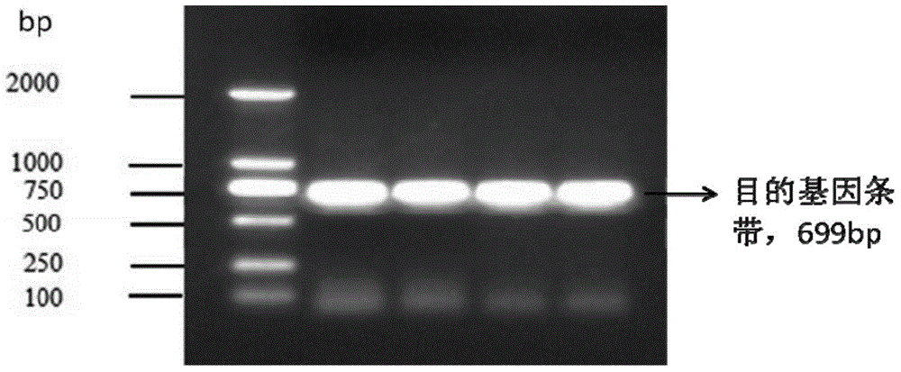 Epinephelus coioides sex control gene Rspo1 and preparation method and application thereof