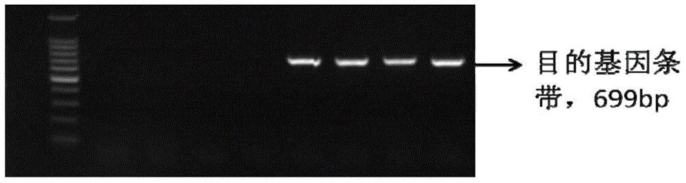 Epinephelus coioides sex control gene Rspo1 and preparation method and application thereof