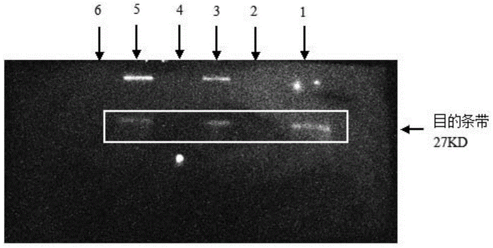 Epinephelus coioides sex control gene Rspo1 and preparation method and application thereof