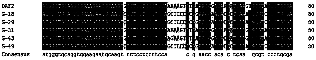 A genotype determination method of fad2 gene of Brassica napus