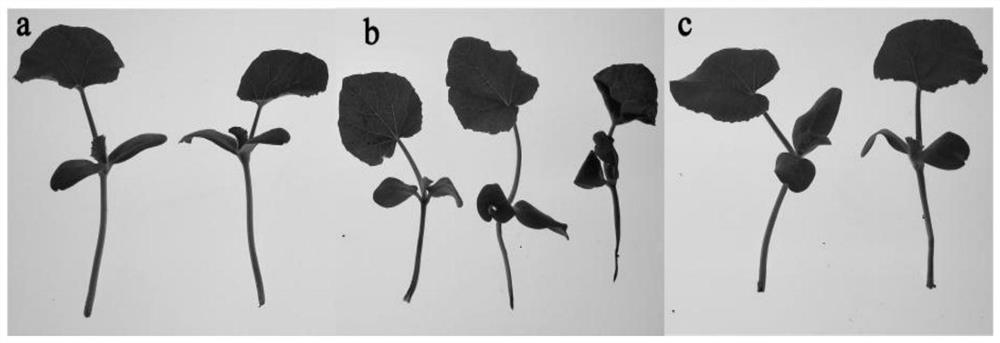 A strain antagonizing melon fruit blotch and its application