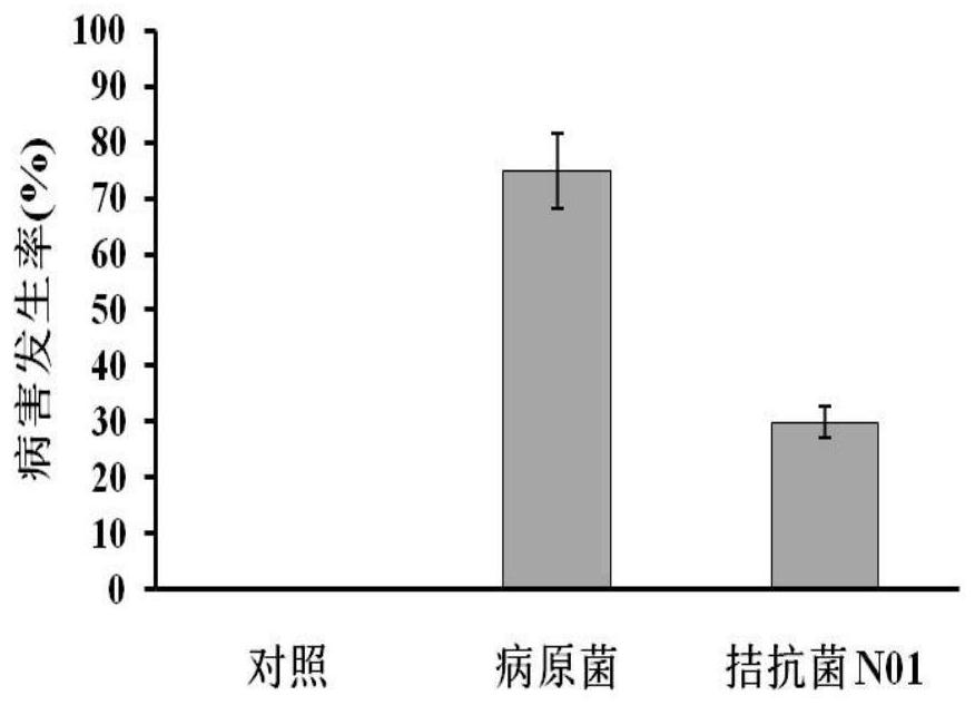 A strain antagonizing melon fruit blotch and its application