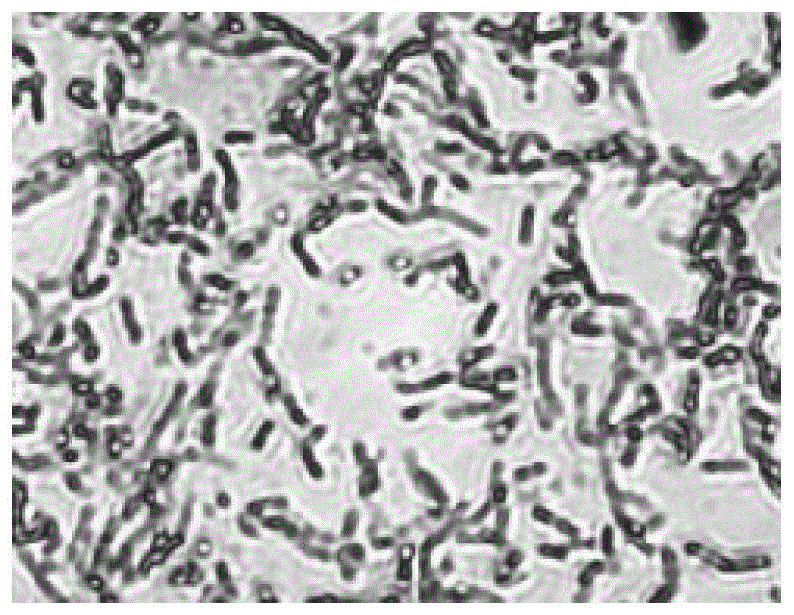 A kind of bacillus cereus and application thereof