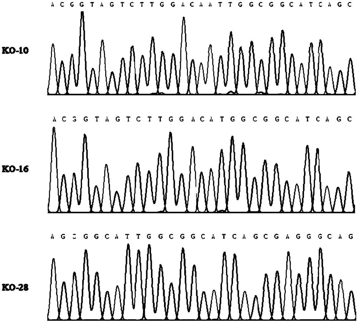 Rice bacterial blight resistance related proteins OsBBR1 and coding genes and application thereof