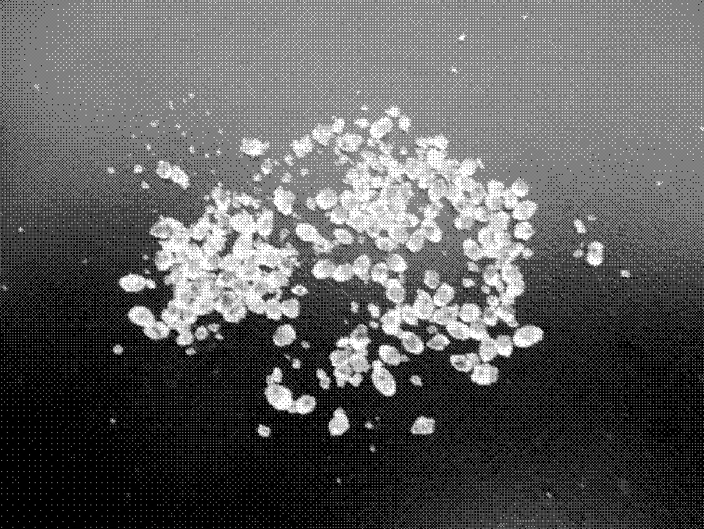 Method for drying citrate monohydrate crystals