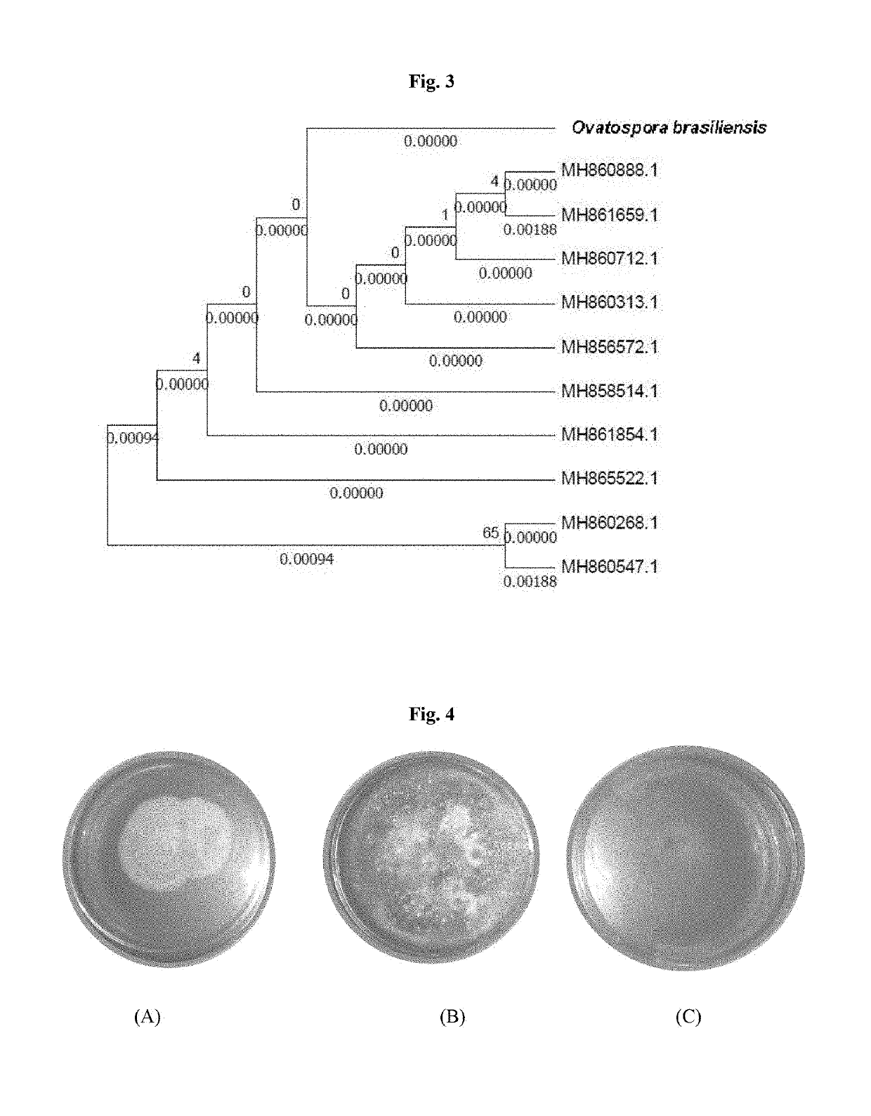 Microbial bioconversion of curcuminoids to calebin-a