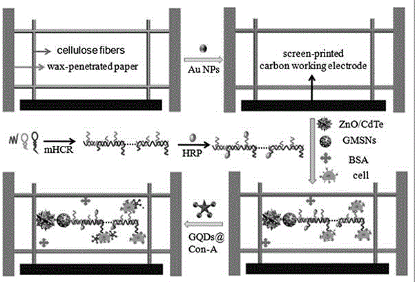 Preparation of photo-induced chemical paper chip for detecting expression of polysaccharides on surfaces of cancer cells
