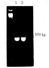 Primer pair for Russian longhorn beetle larva cloning, and applications thereof