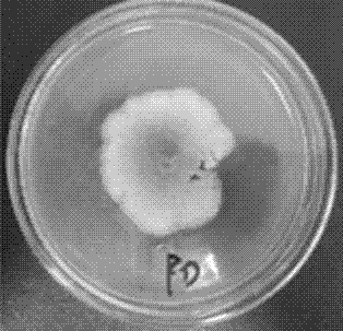 Screening and identifying method and application of jinhua strain capable of degrading cypermethrin