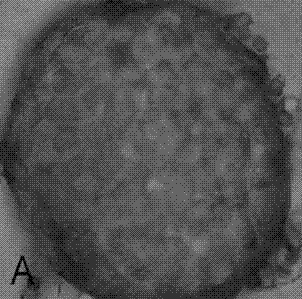 Screening and identifying method and application of jinhua strain capable of degrading cypermethrin