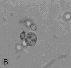 Screening and identifying method and application of jinhua strain capable of degrading cypermethrin