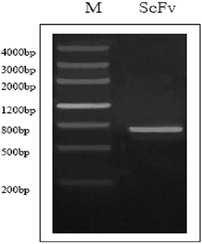 Single-chain antibody of human source anti-alexin C3d molecules and application thereof