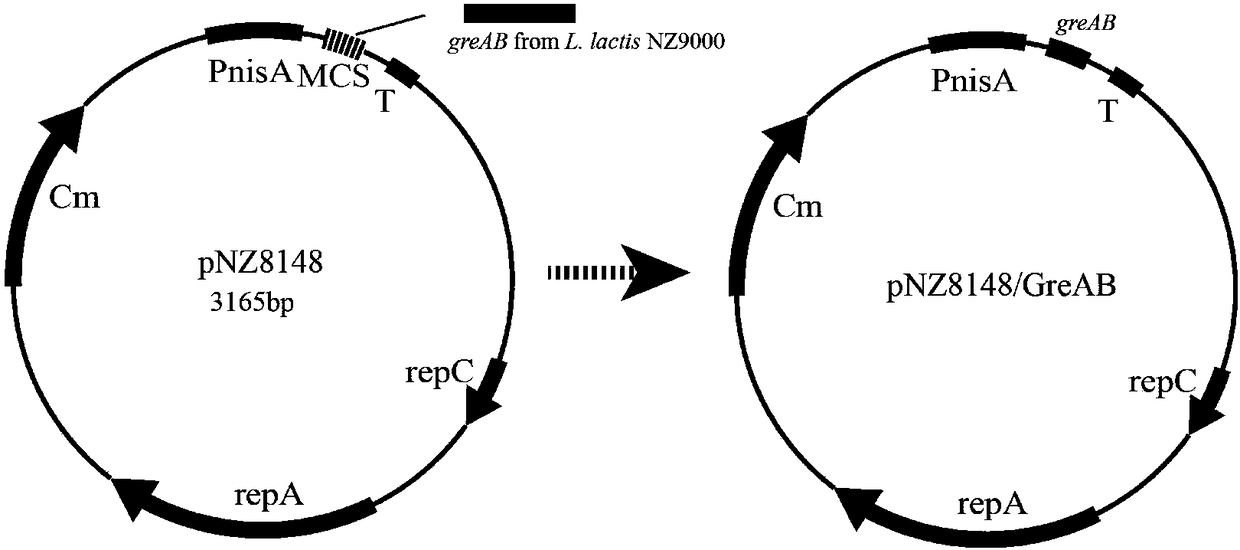 Acid-stress-resisting recombinant lactobacillus