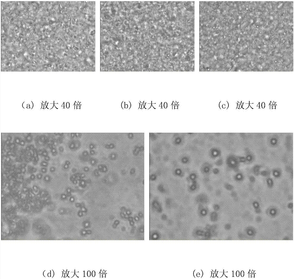 Application of attapulgite/sodium alginate organic-inorganic hybrid material in modifying cotton fabric and cotton fabric finishing method