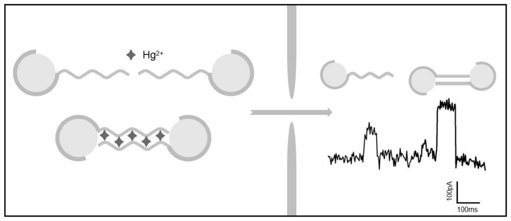 DNA probe combined with gold nanospheres and application of DNA probe to detection of Hg&lt;2+&gt; based on solid-state nanopores