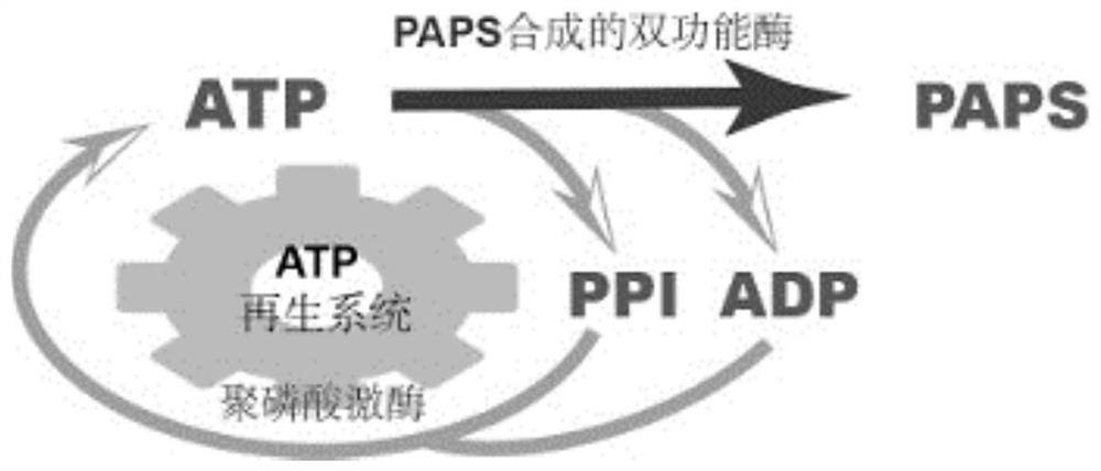 Efficient catalytic synthesis method of PAPS based on construction of ATP regeneration system