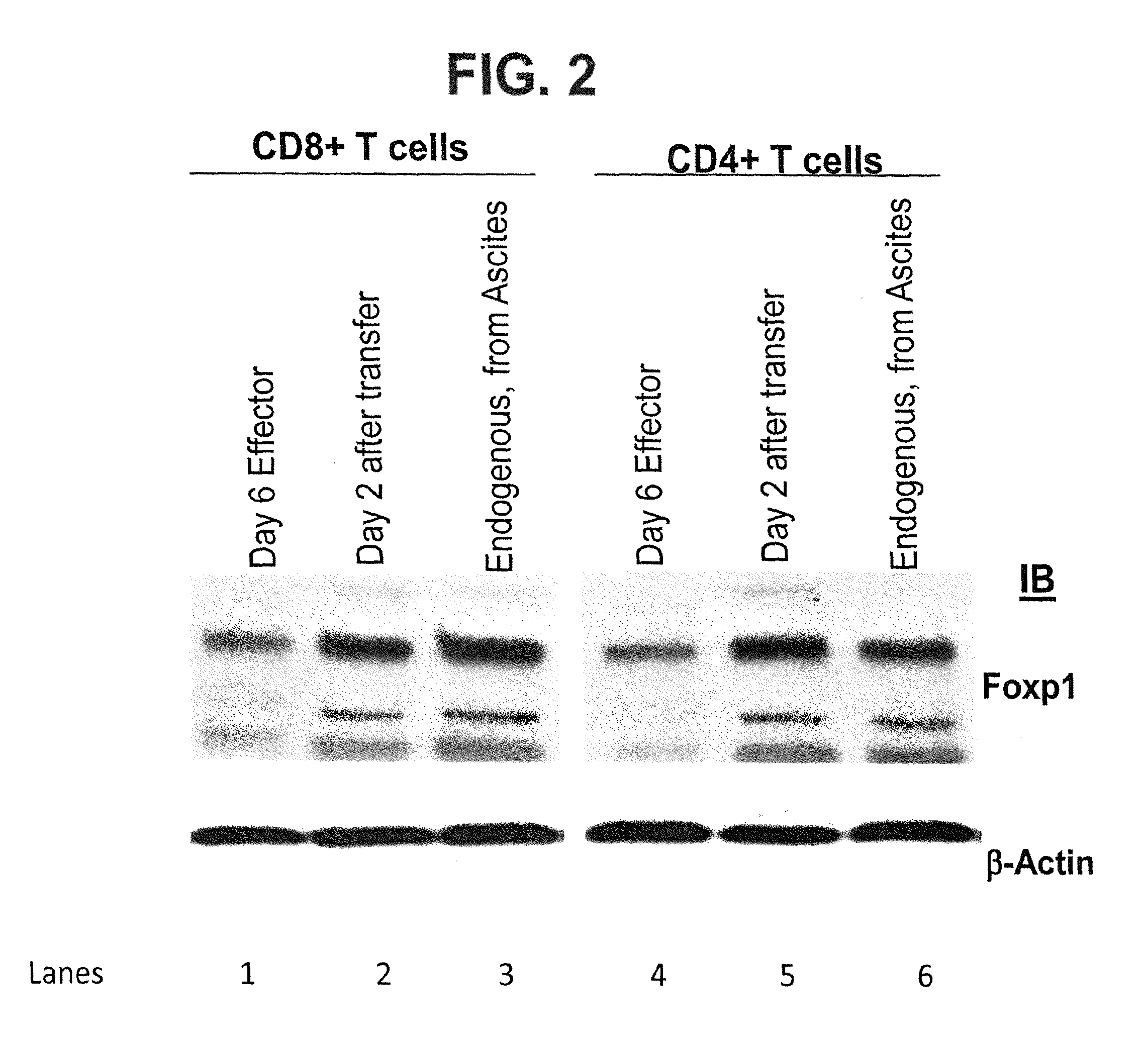 Methods and Compositions for Enhancing the Therapeutic Effect of Anti-Tumor T Cells