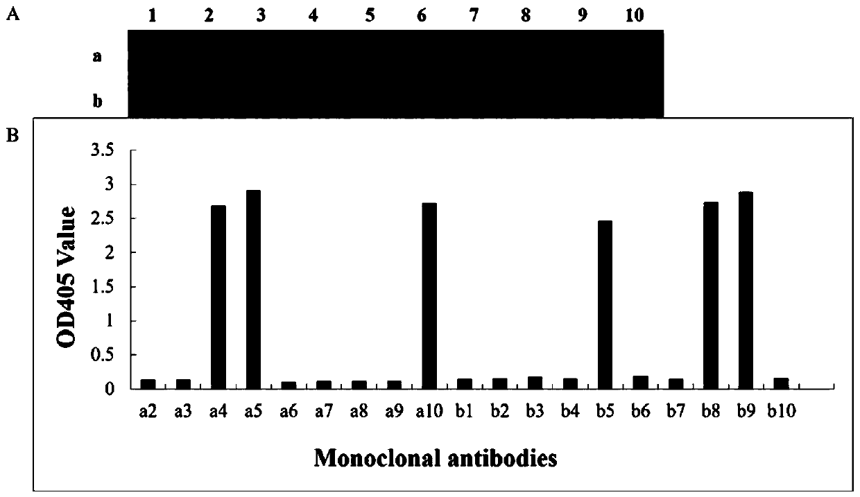 Hybridoma cell line secreting anti-potato virus m monoclonal antibody and its application