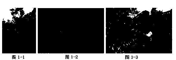 Method for preventing winter fruit drop of late-maturing citrus