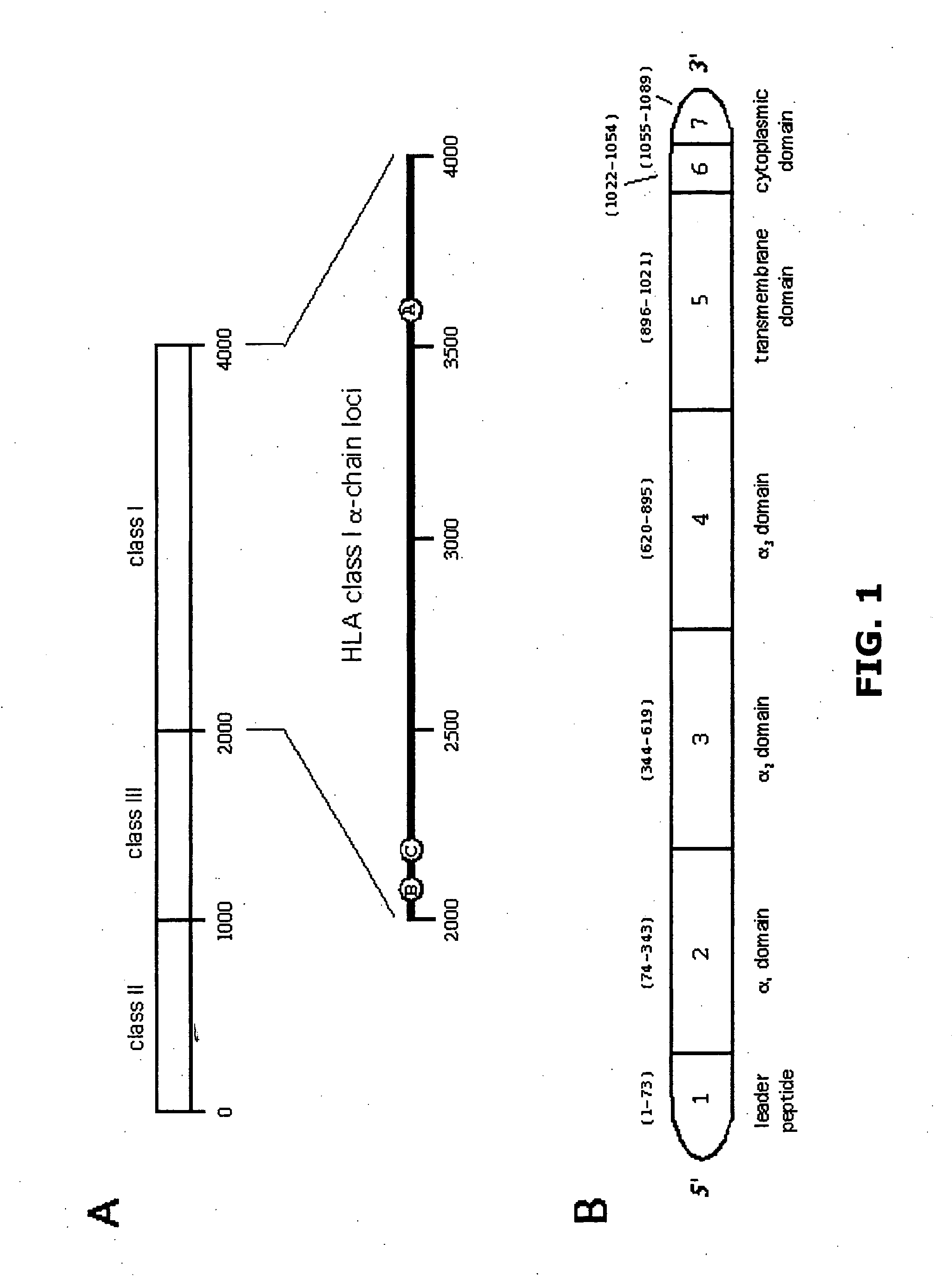 Method and apparatus for the production of soluble MHC antigens and uses thereof