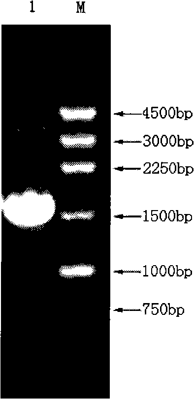 Method for preparing firefly luciferase