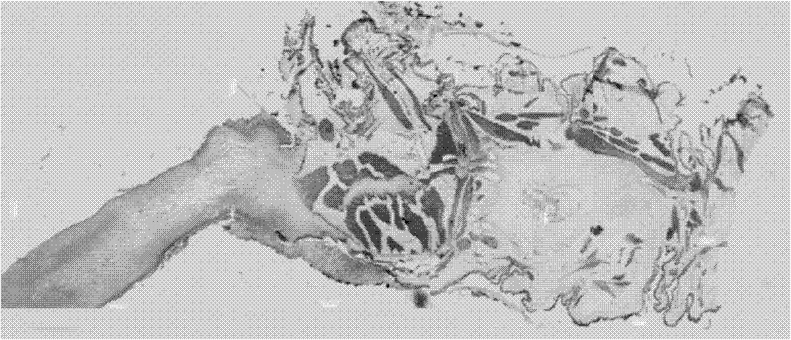 Method for identifying cordyceps sinensis powder through microscopic dyeing