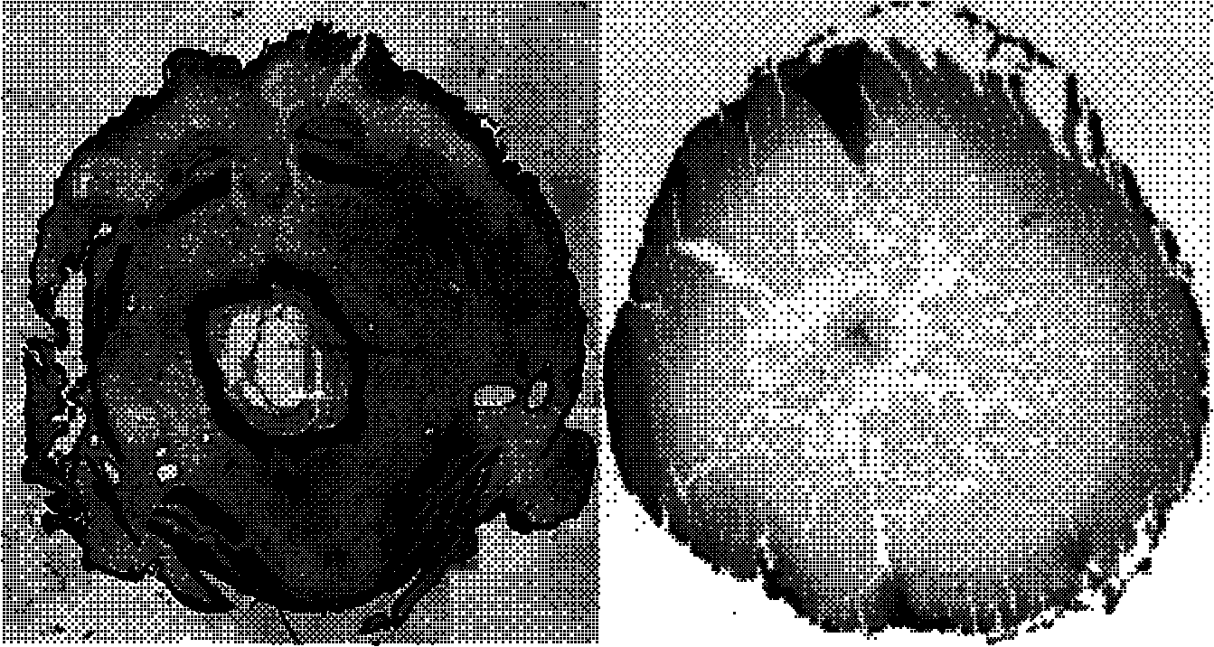 Method for identifying cordyceps sinensis powder through microscopic dyeing