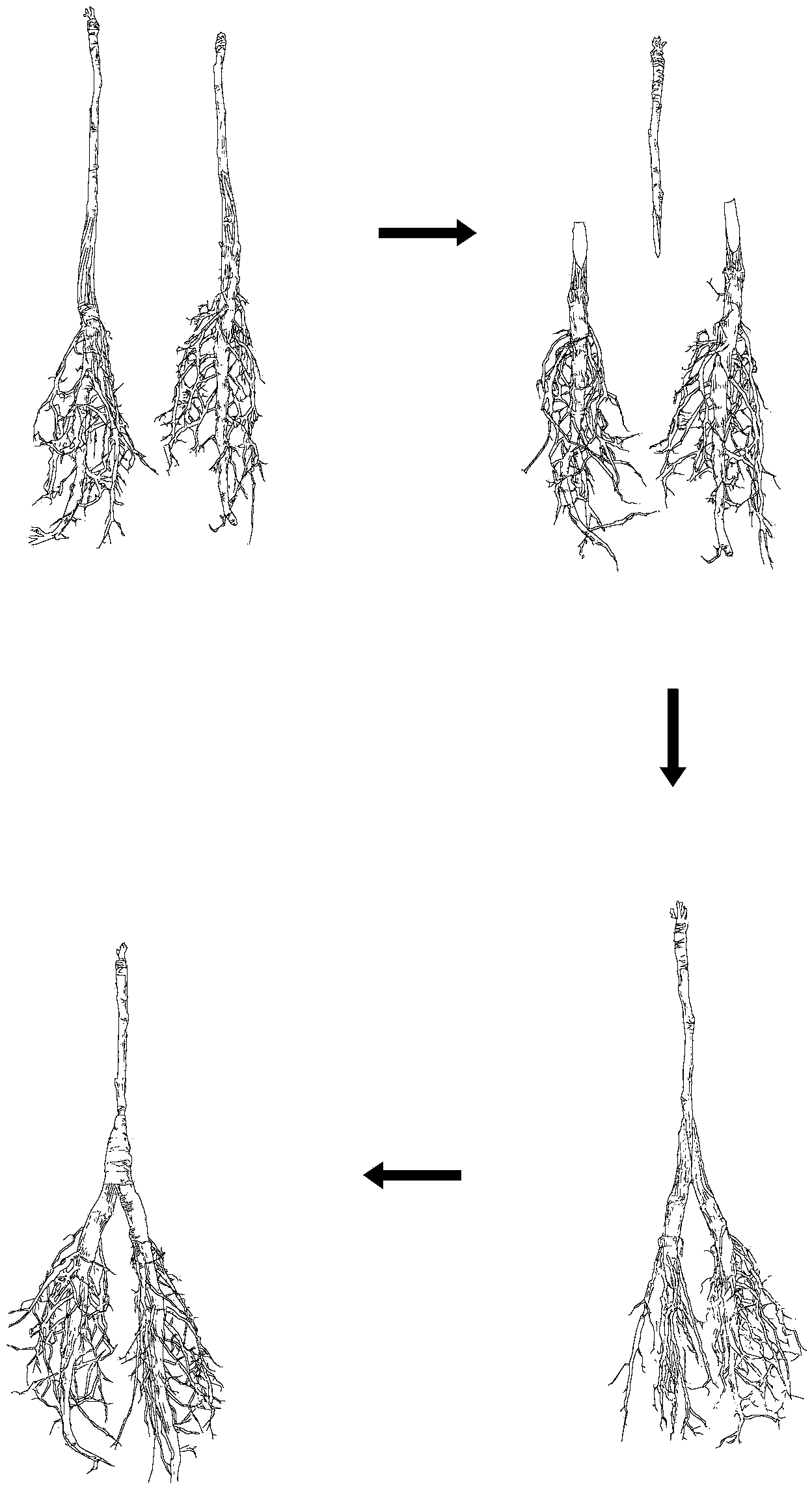 Establishment method for irrigation test system in forest root division zone