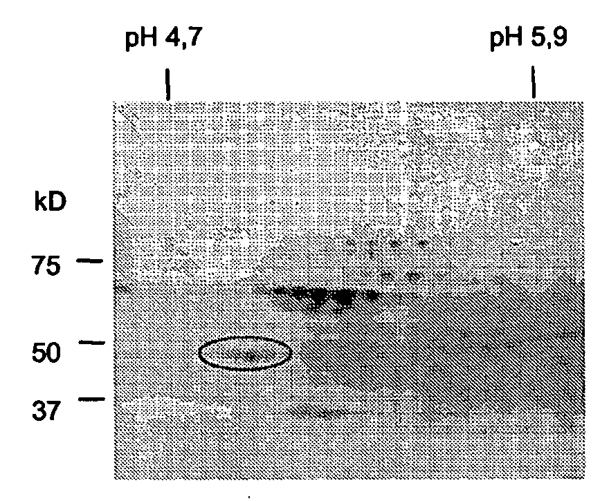 Method for the identification of atypical p-anca