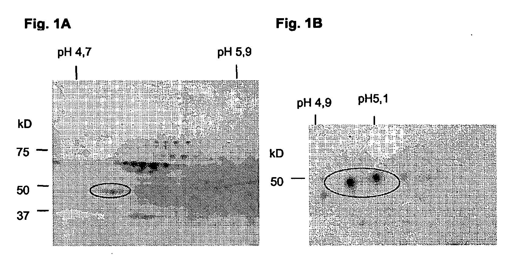Method for the identification of atypical p-anca