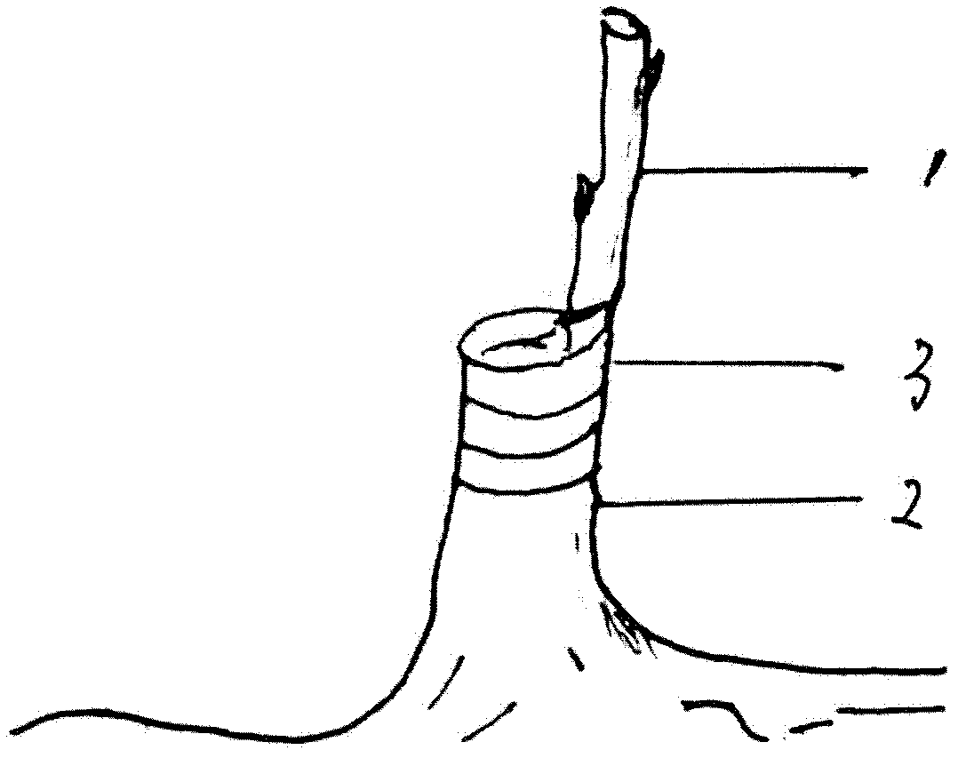 Method for processing wax sealing of cion of plant grafting