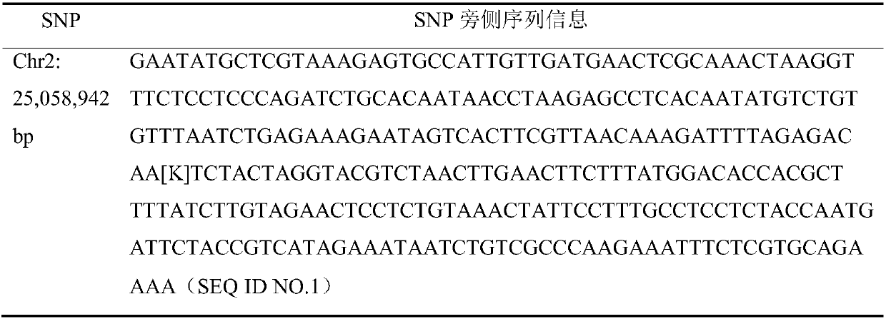 Single-nucleotide polymorphism marker locus, primer pair and kit for identifying single-petal/double-petal traits of peach blossoms and application