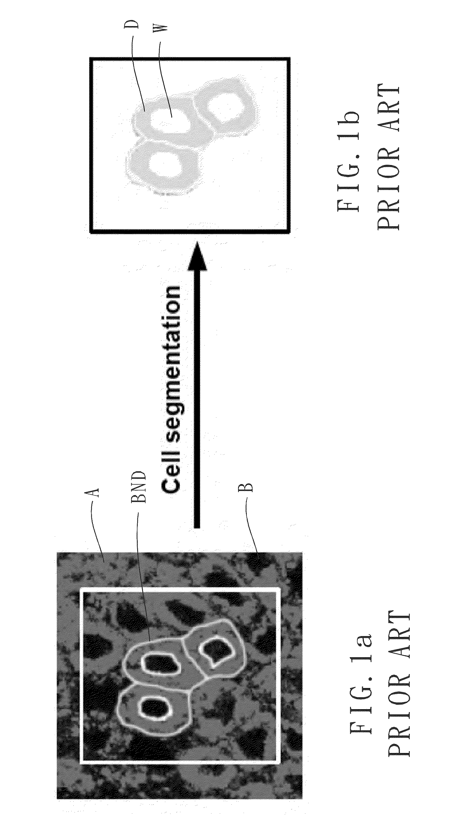 Cell image segmentation method and a nuclear-to-cytoplasmic ratio evaluation method using the same