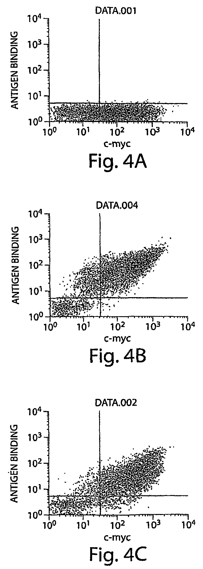 Isolated monoclonal antibody or antigen-binding fragment that cleaves octanoylated native ghrelin