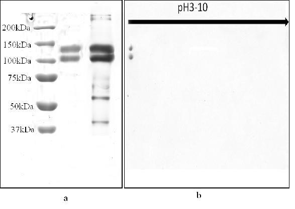 Colloidal gold immune test paper strip for cubilose and preparation method for colloidal gold immune test paper strip